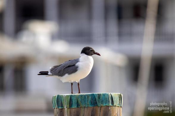 A black-headed gull stands atop a metal-bound mooring post.