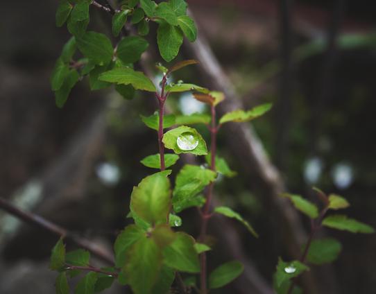 A close-up image of a plant with vibrant green leaves. A single droplet of water rests on one of the leaves, reflecting light. The background is softly blurred, highlighting the plant in the foreground.