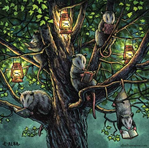 Ink and watercolor illustration of 5 opossums sitting/lounging/hanging from a maple tree reading books together. There are three red lanterns lighting the scene.