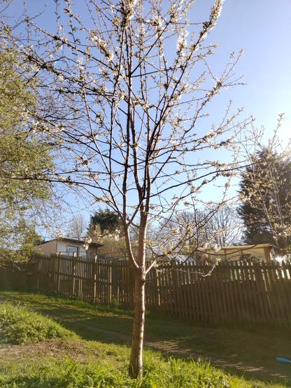A cherry tree coming into blossom, blue skies and a wooden fence in the background
