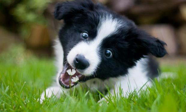 Perro mordiendo la hierba. (Brighton Dog Photography)