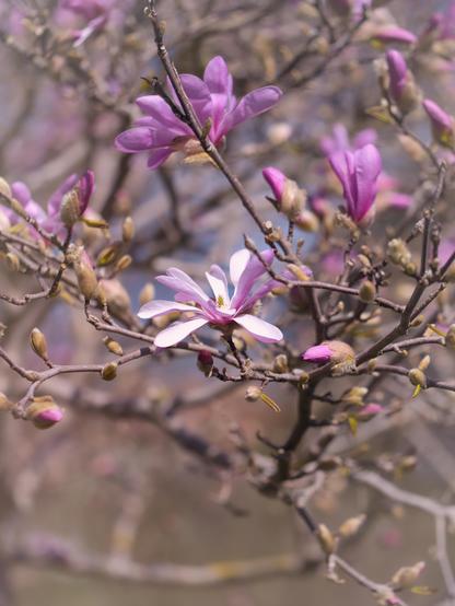 Small magnolias in full bloom