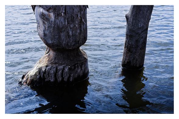 Two trees in the water where one tree has had a chunk of the trunk gnawed away.