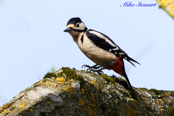 A Great Spotted Woodpecker on a tree branch
