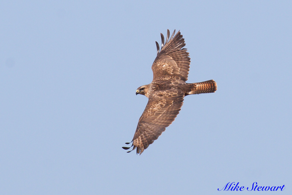 A buzzard with its wings outstretched on the hunt for prey