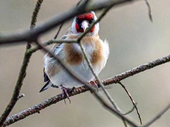 Rotgesichtiger Distelfink blickt in die Kamera