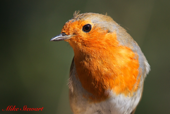 A close-up portrait of a robin