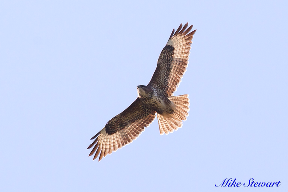 A buzzard with wings outstretched, sunlight shining through its feathers