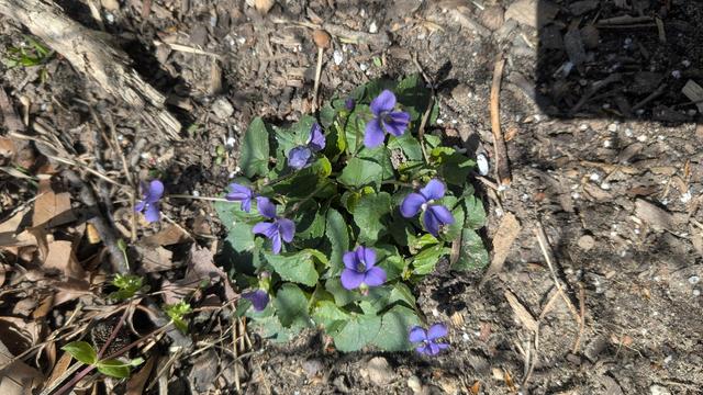 A small, healthy clump of wild violets grows directly out of the soil. The plant has deep green, heart-shaped leaves and small, five-petaled purple flowers scattered across its surface. The surrounding area is bare soil with wood chips, dry leaves, and scattered twigs.