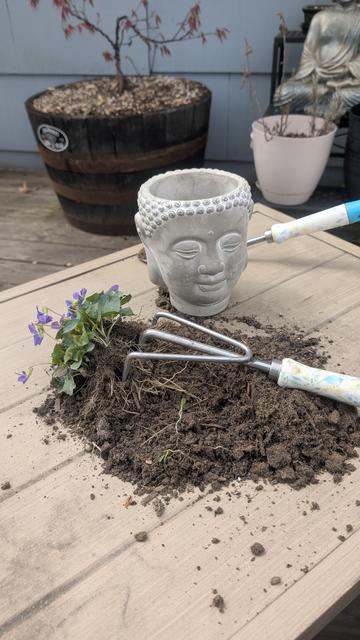 The same violet plant has been dug up, with its root system and soil still intact in a compact ball. It sits on a beige outdoor table next to a textured concrete pot shaped like a Buddha’s head. A garden hand rake and small trowel are placed nearby.