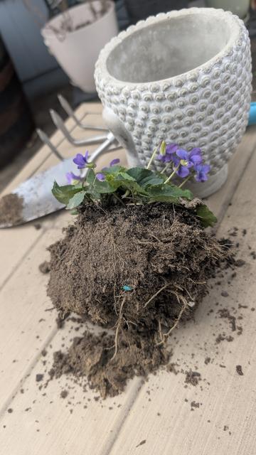 The violet plant still rests on the table, partially surrounded by loose soil. The Buddha head pot is upright and empty, with a gentle, serene facial expression. Two small garden tools, one with floral print handles, are also laid on the table. In the background are other pots and a wooden barrel planter with a young tree.