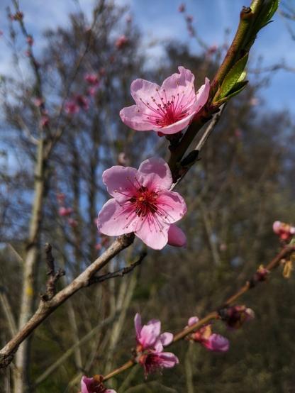 A close-up shot shows a twig of a peach tree in bloom. Two prominent, delicate pink blossoms with darker pink centres and numerous stamens are in focus. The petals are slightly ruffled and show subtle veining. A few small, unfurled green leaves are visible near the flowers on the brown, slightly textured twig. In the blurred background, more blossoms are visible on other branches against a backdrop of bare tree branches and a patch of blue sky. The lighting suggests it is daytime with natural sunlight illuminating the flowers.