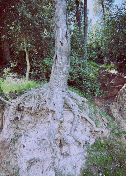 Photo with vintage, analog effects of a tree with exposed roots holding onto the side of a hiking trail in Griffith Park.