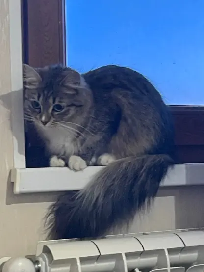Nova is sitting on a window sill, her floofy tail is on the radiator below. She's looking somewhere to the left