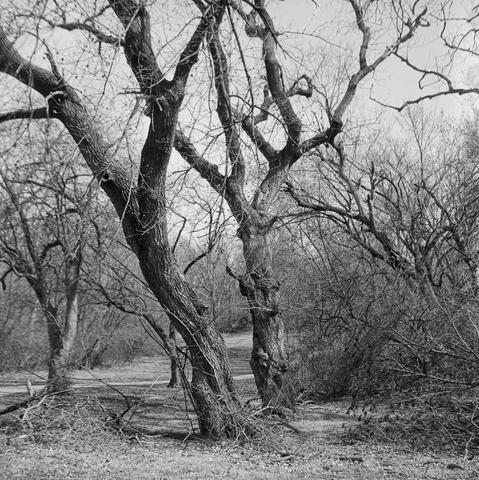 A pair of contorted trees appear to move toward and away from each other in a sort of tango.