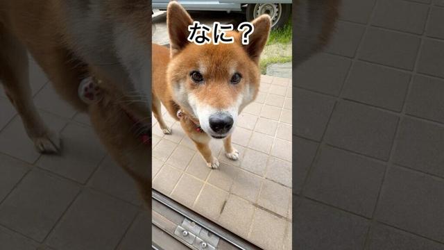 ’25.4.10 力丸の朝と夜… #柴犬 #柴犬の日常 #柴犬のいる暮らし #カメラ目線 #寝顔 #力丸