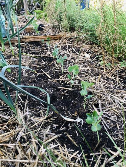 A low angle photo of a vegetable bed of 1 meter wide and 2.5 meters long, with in the middle a row of 20 pea seedlings. Around them is hay mulch and on the left of the peas are some leftover leeks from last year and on the right there’s a row of herbs, like rosemary, chives, thyme and sage.