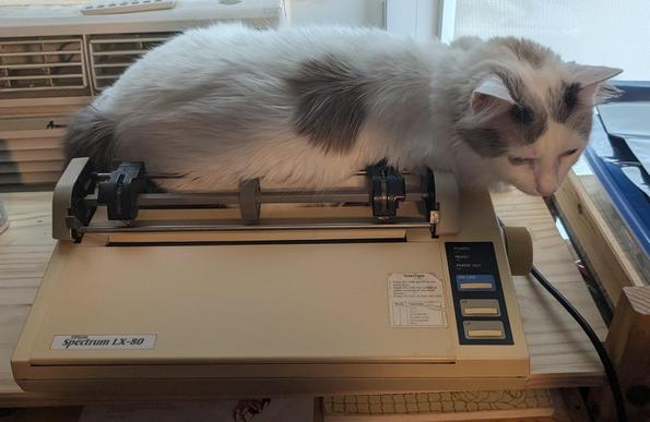 White longhair cat on an old dot matrix printer.