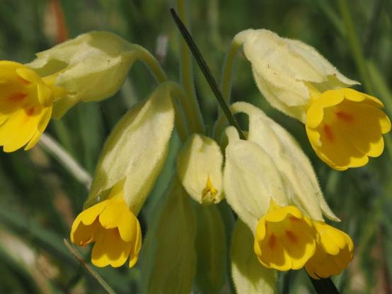 Schlüsselblumenblüten: hellgrüner länglicher Kelch mit gelben Blütenblättern
