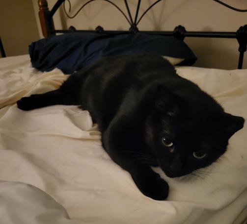 Shiny, short haired, ear tipped black cat lying on a bed with blue and white bedding. He's living his best life because WHOO BOY did he make his five calls, in all sorts of pitches, every evening.