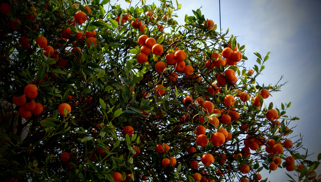 In einem Baum hängen Mandarinen dicht gedrängt und leuchten kräftig orange im satten grün.