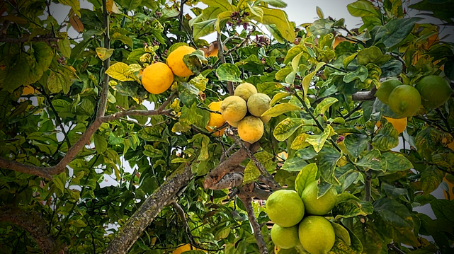 In einem Zitronenbaum hängen Früchte in diversen Reifegraden: giftig grün, grüngelb und sattes zitronengelb