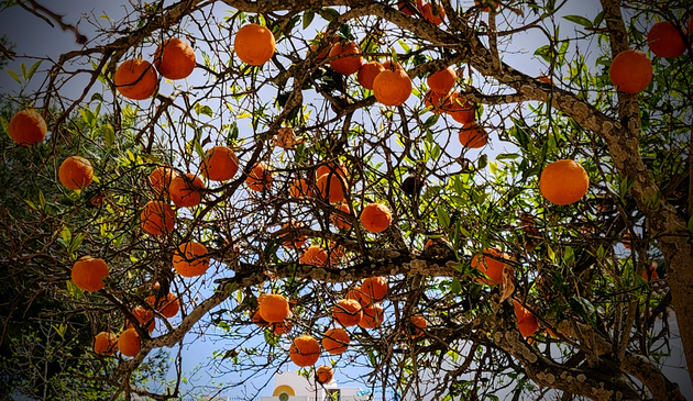 Orangen hängen in einen etwas lichten Baum. Das satte Orange steht im Kontrast zum Braun und Grün.