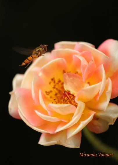 Hoverfly hovering in front of a pink and white rose on a black background