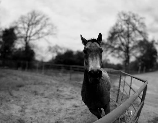 A black and white photo showing a horse running in a circular pen.