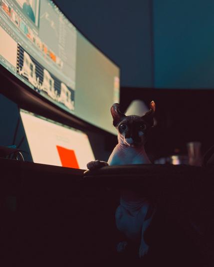 Cat sits on lap