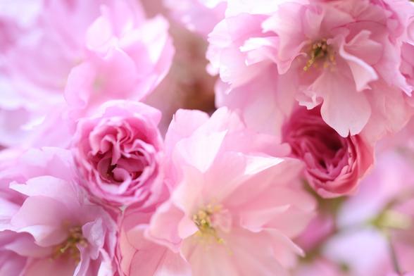 over exposed high key photo of dense baby-pink blossom with two flowers still  not fully opened and therefore a darker pink