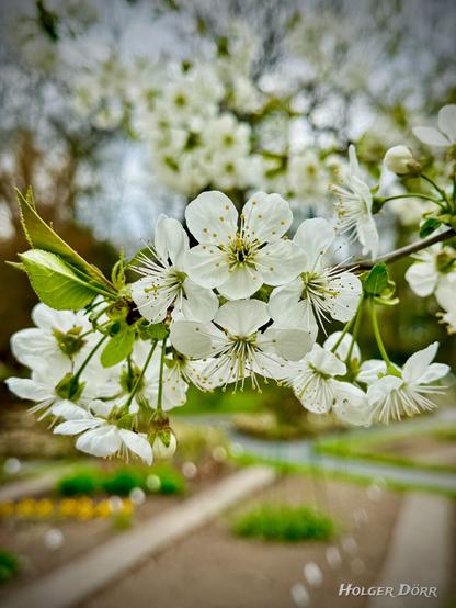 Nahaufnahme eines Zweigs mit weißen Kirschblüten im Frühling, im Fokus vor einem weich verschwommenen Hintergrund im Botanischen Garten Gießen.