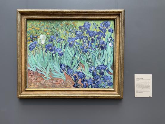 A vibrant painting by 19th century artist Pablo Picasso of violet irises in the garden of the asylum he checked himself into after cutting off his ear.