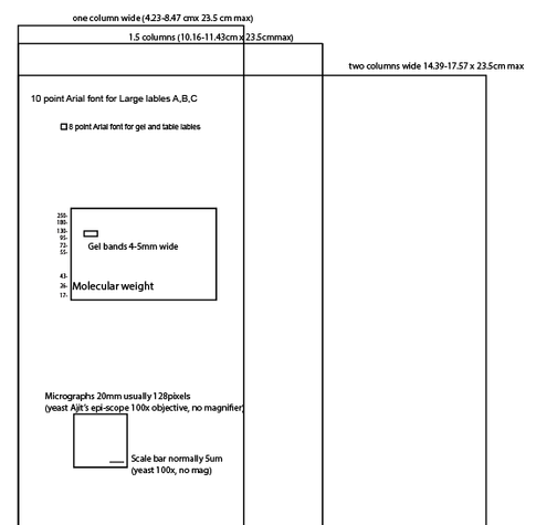 A screen grab of a document with boxes labeled one column 1.5 and 2 columns and some dimensions.

10 point font for large labels A, B,C A diagram of a gel with markers and a micrograph with a scale bar.