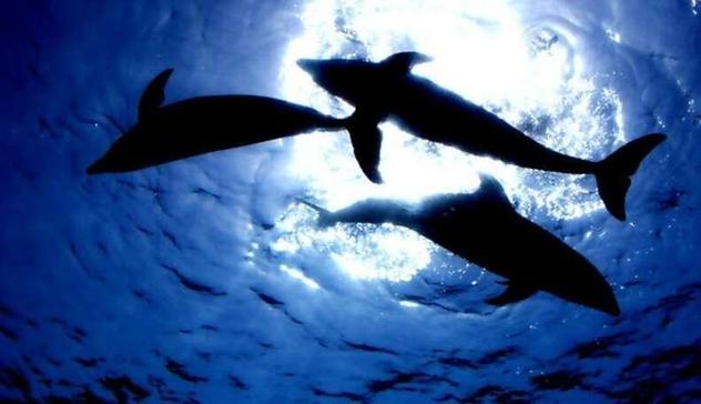 Dolphins in water, viewed from below, a white light shining above them