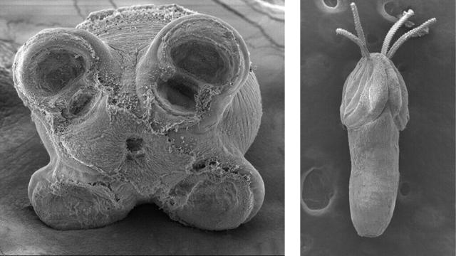 Two new tapeworm species discovered in wild oval squid