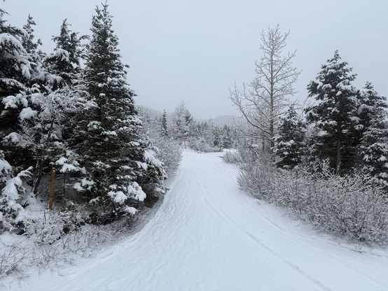 6” of fresh snow cover the driveway and drape the spruce tree branches