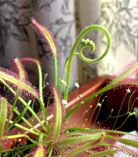 A close-up of a carnivorous Cape Sundew plant with elongated, green leaves featuring reddish hairs. A curled stem with small green flower buds is visible, along with delicate white flowers, from a species of terrestrial bladderwort, scattered throughout the plant. The background shows patterned fabric.