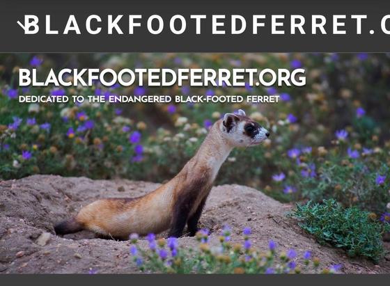 Photo of a black-footed ferret peering out of a burrow.