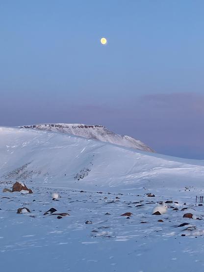 Two Arctic Hare feed under a nearly full moon.