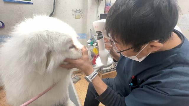 さくらの目がほぼ見えないと診断されました