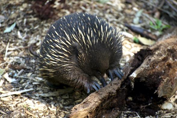 Echidna, spiny, Spiny Anteater, foraging, looking for termites, wildlife