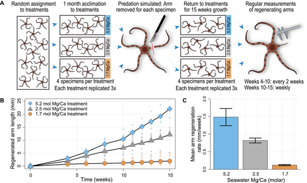 Experimental design and results of ophiuroid (Ophioderma cinerum) regeneration experiments. (A) Schematic of the experimental setup, timeline, and data collection. (B) Regenerated arm growth as a function of time for each seawater Mg/Ca treatment; solid points represent mean regenerated arm length for treatments, crosses are measurements for all specimens. (C) Bar plot of estimated β coefficients from a linear regression analysis of arm growth through time, revealing that all treatments have statistically different growth rates; error bars represent 95% confidence intervals.