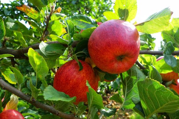 A close-up shot shows two ripe, red apples hanging from a branch amidst vibrant green leaves. The apples are a deep, speckled red with a slight sheen, indicating their ripeness. Sunlight filters through the leaves, creating highlights on the fruit and foliage. The branch is a light brown, and other apples and leaves are visible in the blurred background, suggesting an abundant harvest. The overall impression is one of a healthy and fruitful apple tree.