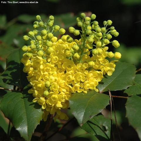 Ein dichter Blütenstand aus vielen kleinen, kugelförmigen Knospen und geöffneten, leuchtend gelben Blüten sitzt über kräftigen, glänzenden Blättern einer Mahonie. Die Blüten sind becherförmig mit mehreren rundlichen Blütenblättern. Die Blätter darunter sind dunkelgrün, ledrig und besitzen gezackte Ränder mit spitzen Enden. Die Szene ist von Sonnenlicht erhellt, der Hintergrund bleibt dunkel und unscharf.