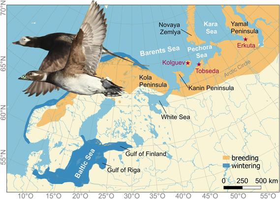 Figure 1 in Karwinkel et al. (2025): "Distribution of long-tailed ducks (orange: breeding; dark blue: wintering; BirdLife International and Handbook of the Birds of the World 2024). Locations of field sites (red stars) and major areas mentioned in the text. The photo inset shows a long-tailed duck couple in flight from Tobseda, with the female in front carrying a nasal saddle and a geolocator attached to the metal band around the tarsus. Photo: TK."