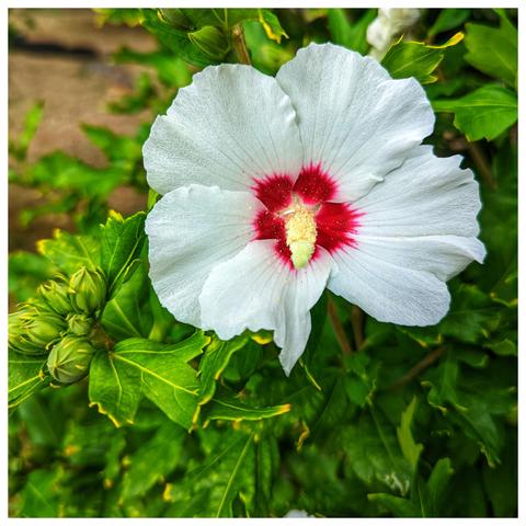 A close-up, square-cropped photograph shows a single, fully opened white hibiscus flower in sharp focus, surrounded by vibrant green foliage. The flower features large, slightly ruffled white petals that radiate outwards from the centre. The heart of the flower displays a striking contrast with a deep crimson or dark pink central eye, which bleeds slightly into the base of the petals. A prominent, pale yellow stamen protrudes from the centre of the dark eye, tipped with pollen.
Several unopened flower buds are visible on the left side of the frame, nestled amongst the lush green leaves. The leaves are a rich, textured green with prominent veins. The background is softly blurred, drawing attention to the main flower. The lighting appears to be natural daylight, illuminating the delicate texture of the petals and the vivid colours of the flower and leaves. The overall impression is one of natural beauty and freshness.