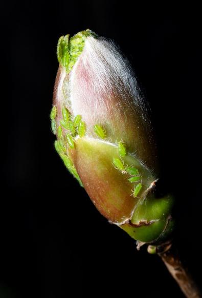 Spring. Close view of a flower pod. Brown and green and white pod just before it opens into a flower. There are twenty or so tiny tiny green bugs on the pod. They are pure green segmented bodies with green legs and antennae. They are probably being nature of tooth and claw and eating the bud.