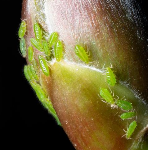 Same photo, but zoomed in on the green bugs.