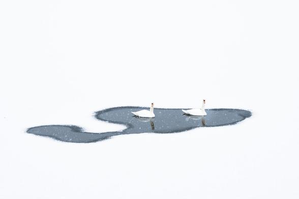 Zwei Höckerschwäne schwimmen im Winter im letzten noch nicht zugefrorenen Bereich eines Sees. Bis auf die nicht gefrorene Wasserfläche ist alles weiß. Der gefrorene See durch den Schnee der darauf liegen geblieben ist.